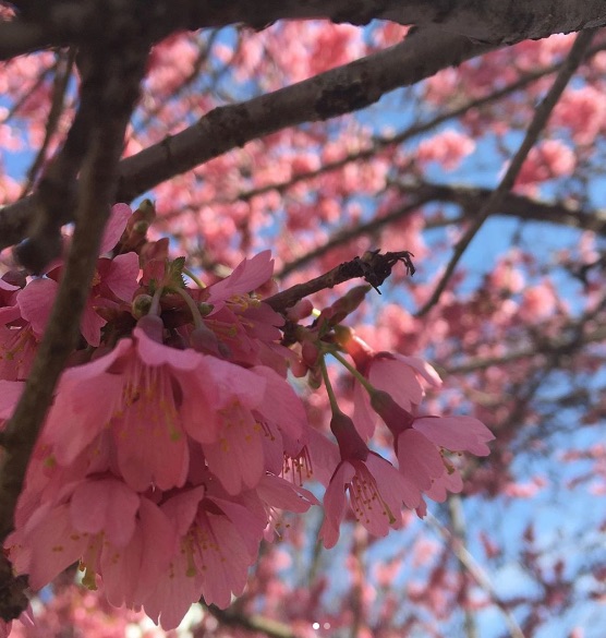 Picture of Celebrate Spring at the Cherry Blossom Festival