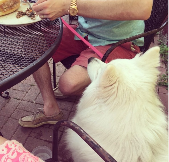 Picture of Summer Outings with Your Four-Legged Friend