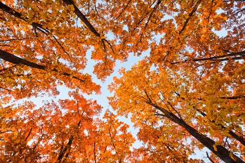 Picture of Where to See Fall Leaves Around Dalian